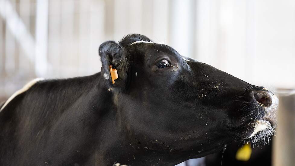Een koe in een ligboxenstal.