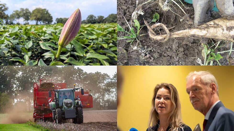 vierluik van nieuwfeiten