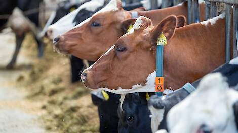 Koeien aan het voerhek in een ligboxenstal.