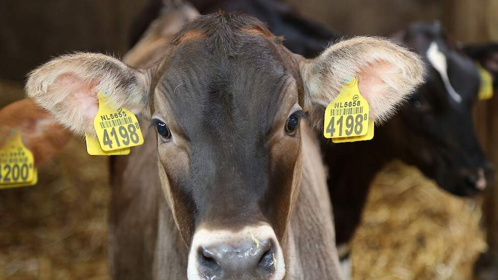 Een koe van een Brown-Swisskalf.