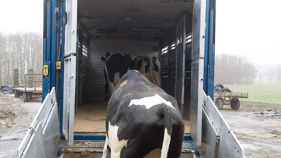 Een koe stapt een veewagen binnen.