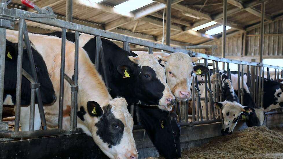 Stieren naast elkaar in een ligboxenstal.