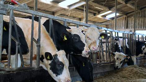 Stieren naast elkaar in een ligboxenstal.