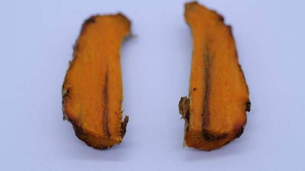 Bruinrol in Kurkuma-wortel