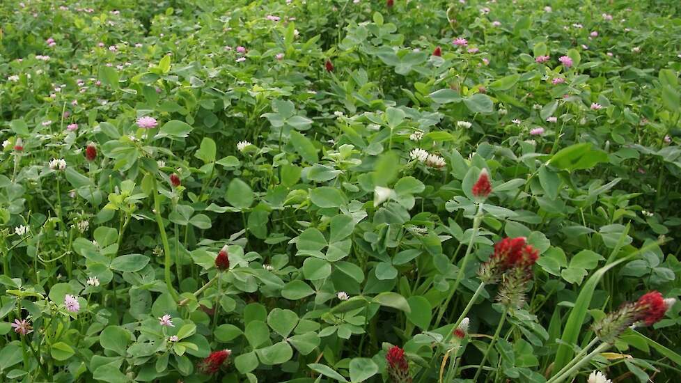 Groenbemester met klavers