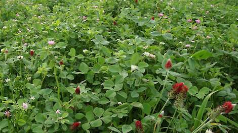 Groenbemester met klavers