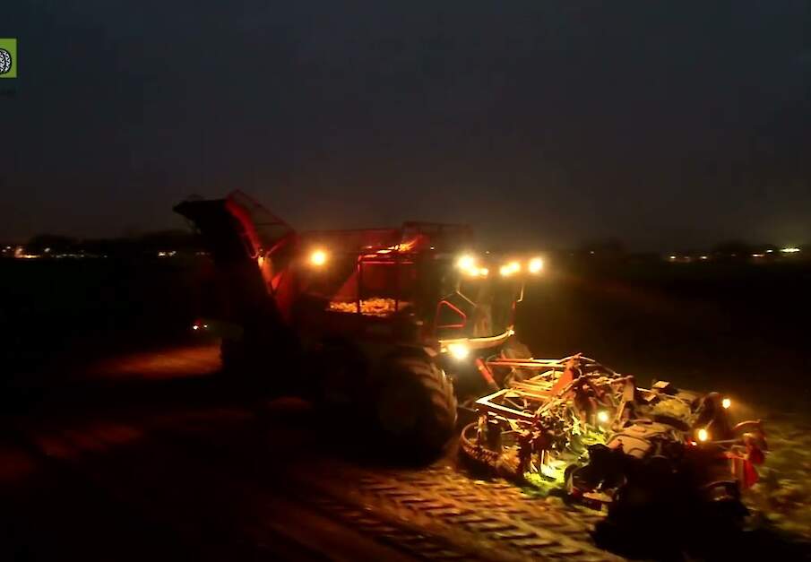 Suikerbietenrooien met een negenrijer Vervaet