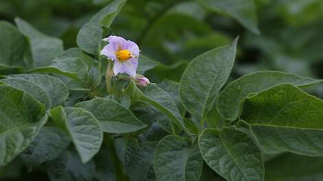 Pootgoed aardappelplant Nagele Ivetta