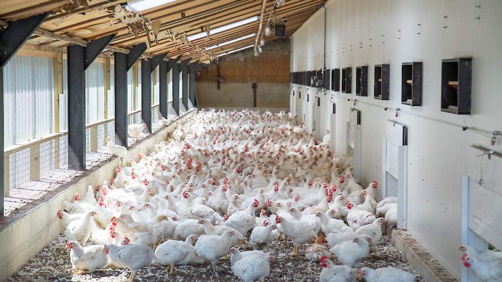 De Rabobank verwacht dat het aantal vleeskuikens in Nederland in het jaar 2040 met 30 procent is gekrompen ten opzichte van 2023.