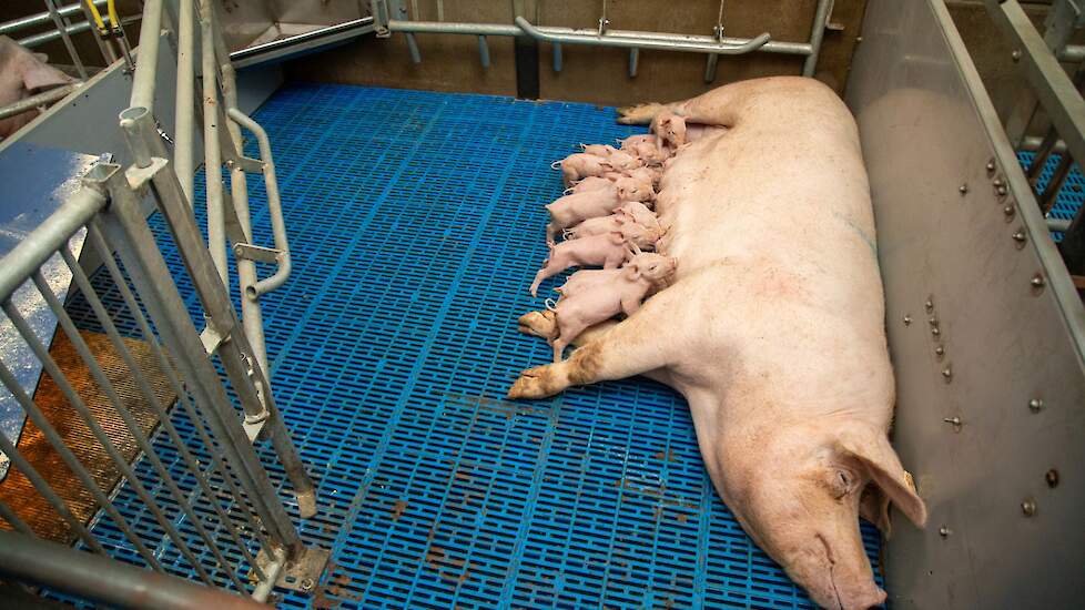 In het jaar 2040 zijn standaard kraamhokken verdwenen in de Nederlandse varkenshouderij, verwachten analisten van de Rabobank.