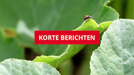 Wat is er de afgelopen maand allemaal gebeurd in de Nederlandse biologische landbouw? In Landbouwberichten zet Ekoland de belangrijkste headlines op een rij.