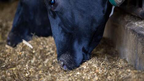 Een koe vreet ruwvoer aan het voerhek.