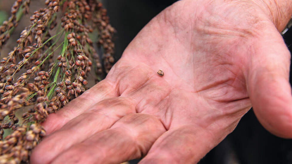 In Brussel is begin december een voorlopig akkoord bereikt over de nieuwe EU-wet voor Nieuwe Genomische Technieken (NGT)