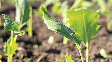Door het stoppen van plantenkweker Jongerius zoeken telers voor het komend jaar alternatieven voor biologisch plantgoed.