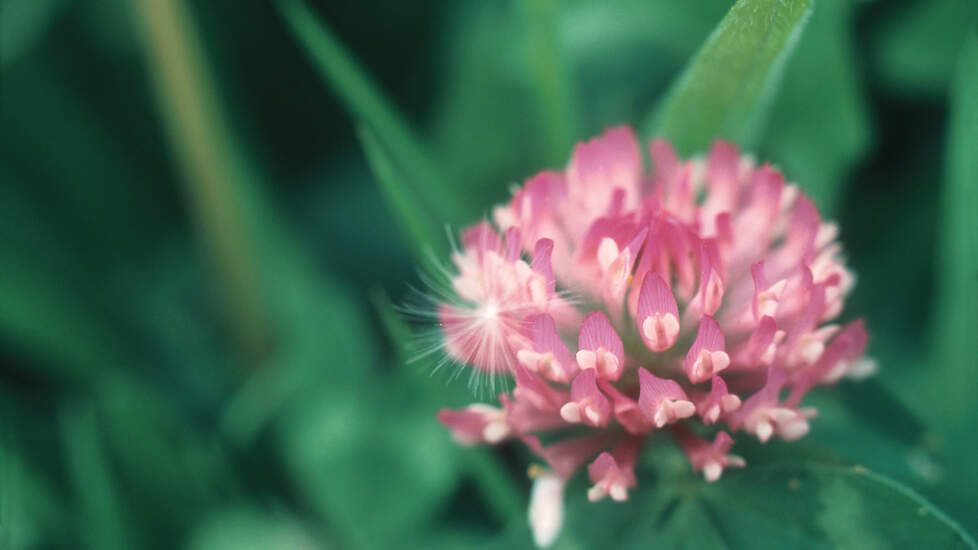 Zwavelbemestingsproeven op grasklaver laten zien dat bij een laag zwavelgehalte zelfs witte klaver wegvalt en de stikstofbinding minder is.
