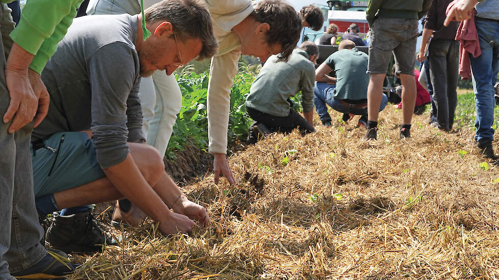 Een groep telers in het veld