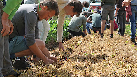Een groep telers in het veld