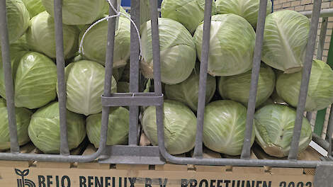 Bejo heeft tijdens speciale Kooldag in december de nieuwe koolrassen gepresenteerd.