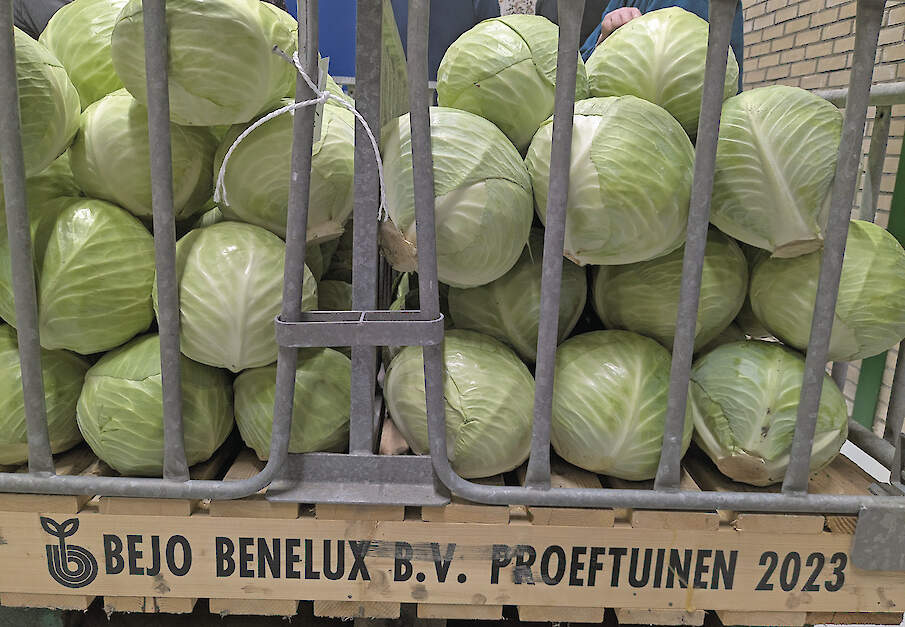 Bejo heeft tijdens speciale Kooldag in december de nieuwe koolrassen gepresenteerd.