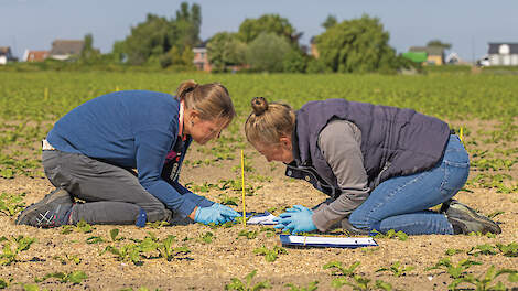 Onderzoek van het IRS op een proefveld in Westmaas. In dit geval wordt gekeken naar luizen.