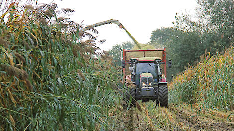 Mengteelt van sorghum en snijmais kan dienen als rustgewas. Het levert een structuurrijk, maar voederarm product op.