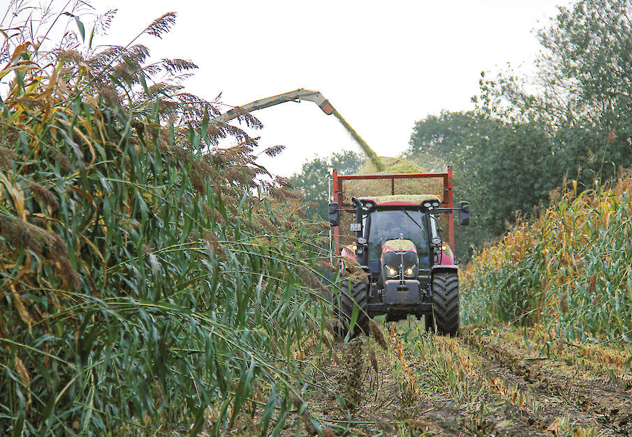 Mengteelt van sorghum en snijmais kan dienen als rustgewas. Het levert een structuurrijk, maar voederarm product op.