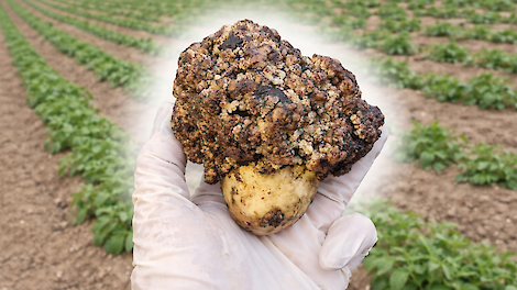 Wratziekte NVWA aardappelveld samengevoegde foto