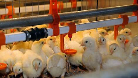 De eerste fase van het project is ingericht voor een jaarlijkse bezetting van 2,7 miljoen leghennen en 900.000 opfokhennen. Beeld ter illustratie.