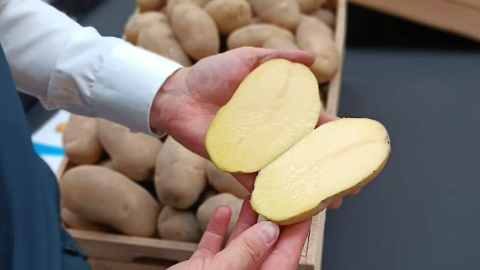 Tijdens de rassenshows van afgelopen november presenteerden handelshuishuizen en kweekbedrijven hun nieuwe, veelbelovende rassen aan het publiek