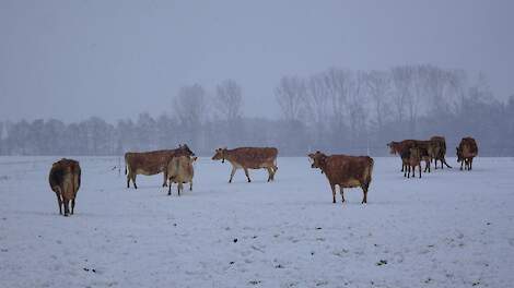 Jersey-koeien stappen door de sneeuw op een perceel bij Wilco Postmus.