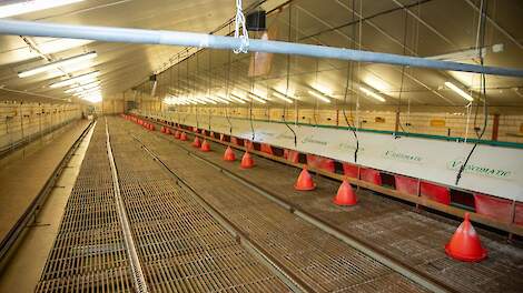 Stichting Stikstofclaim adviseert Brabantse pluimveehouders die te maken hebben met de stallendeadline om een melding te doen bij de provincie. Beeld ter illustratie.