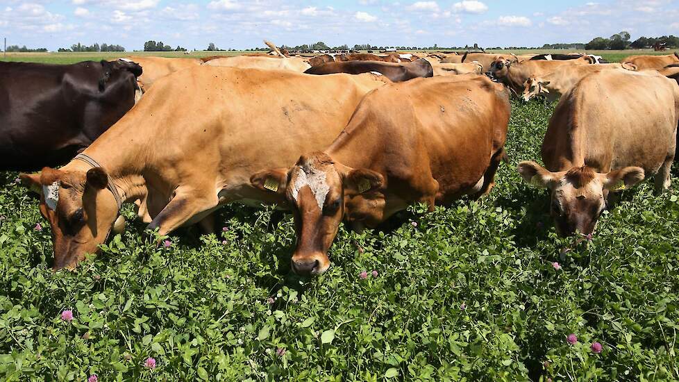 Koeien gras door hoog gras.