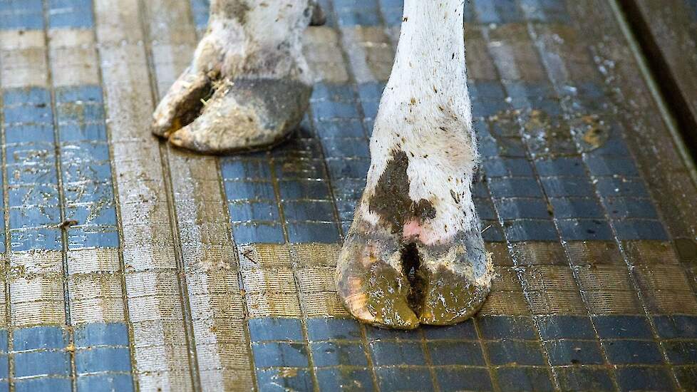 Een koe loopt over een Bleu Labelvloer.