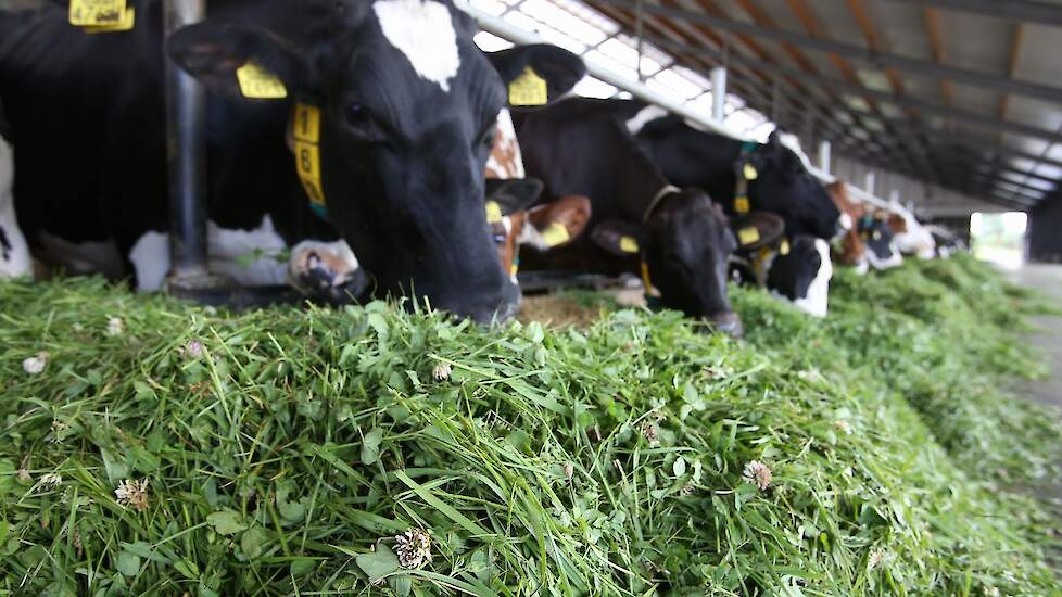 Koeien vreten vers gras in de stal.
