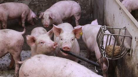 In 2025 werden in totaal 883 biggen naar Hongarije ge&euml;xporteerd, waarvan 800 in week 50.