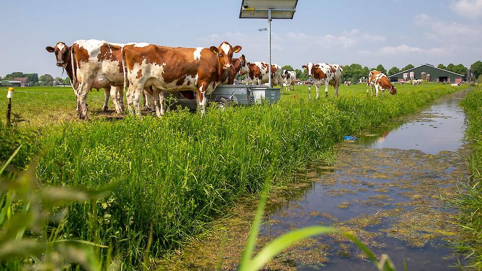 Roodbonte koeien in weiland provincie Utrecht.