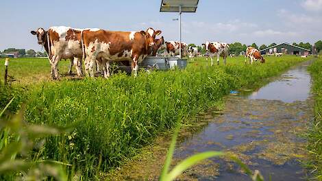 Roodbonte koeien in weiland provincie Utrecht.