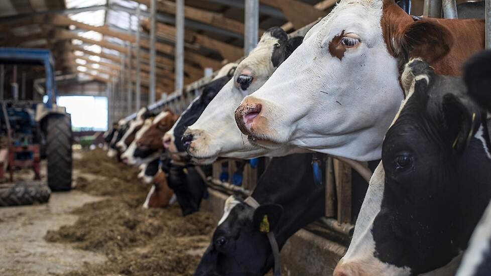 Koeien aan het voerrek