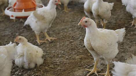 Gezonde vleeskuikens. Beeld ter illustratie.