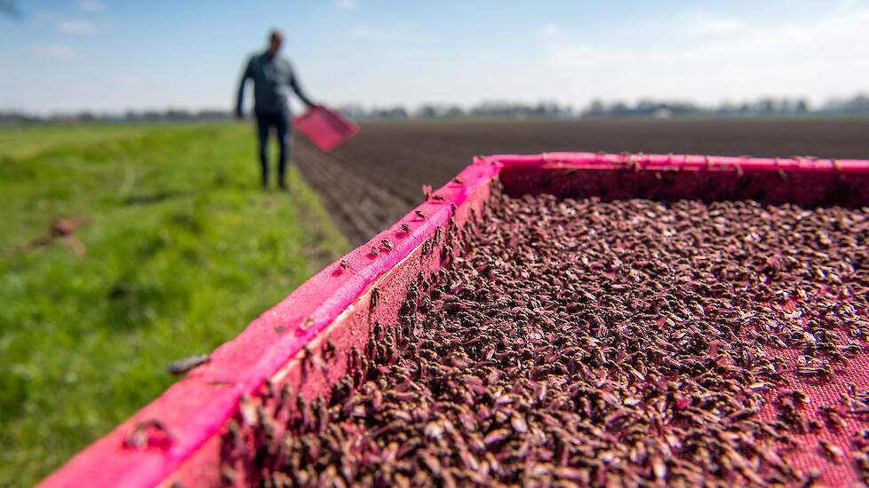 Steriele vliegen uitgezet voor de beheersing van de uienvlieg.