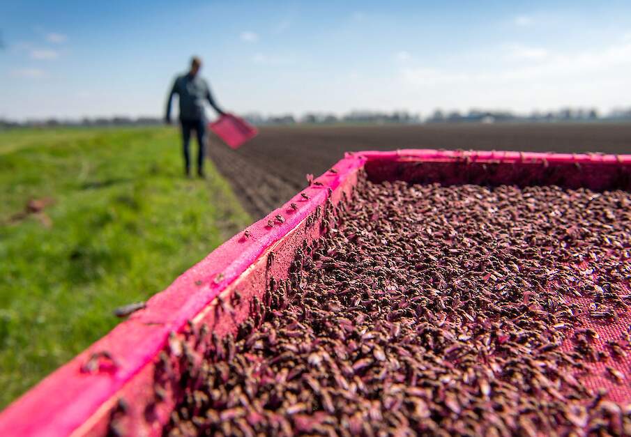 Steriele vliegen uitgezet voor de beheersing van de uienvlieg.