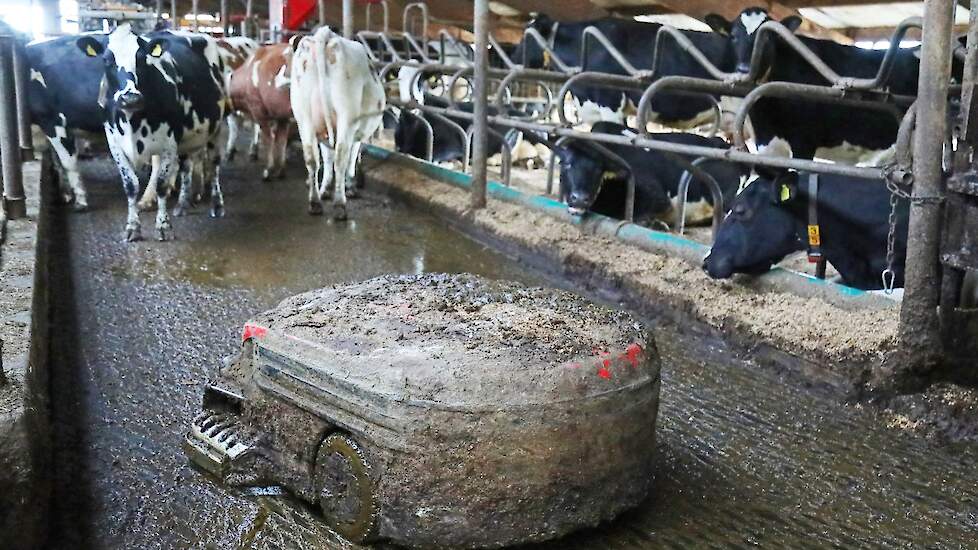 Een mestrobot zoekt zijn weg over een roostervloer tussen de koeien.