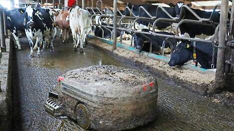 Een mestrobot zoekt zijn weg over een roostervloer tussen de koeien.