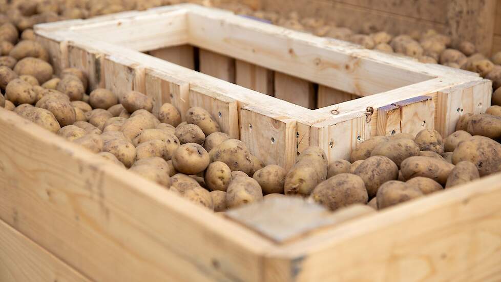 Consumptieaardappelen kist bij Dennis Knook in Willemstad