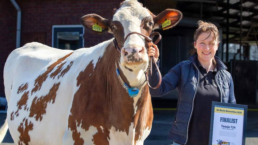 Mari&euml;lle Lenferink met Toosje 724. De koe werd afgelopen tweede in de Beste Boerenkoeverkiezing.