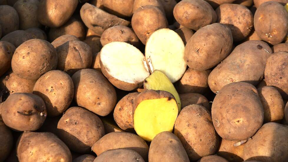 Controle van de NAK voor gebruik gekeurd pootgoed