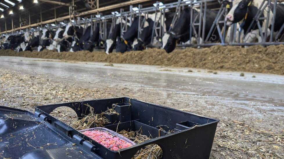Een rattenbox in de stal bij een melkveehouder.