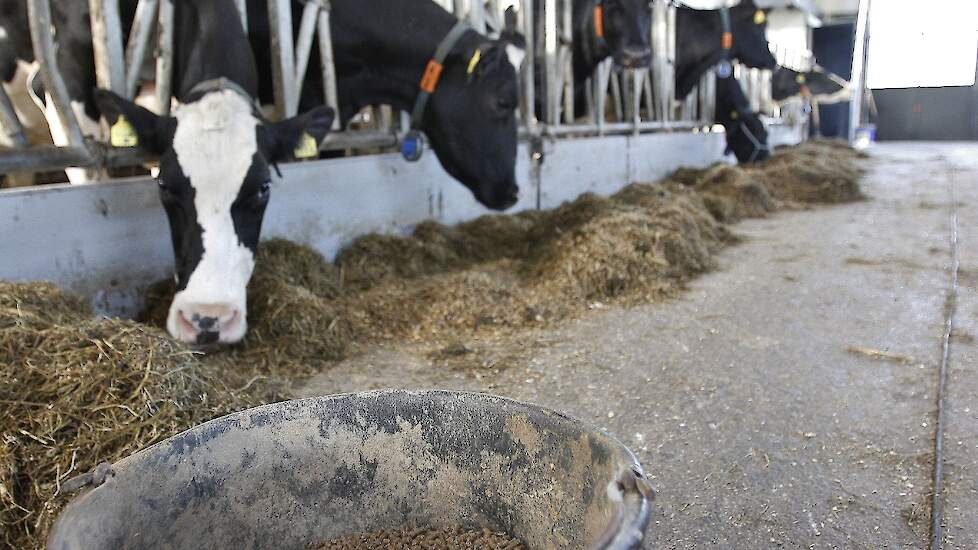 Koeien aan een voerhek met de voergang in beeld.