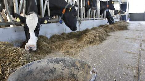 Koeien aan een voerhek met de voergang in beeld.