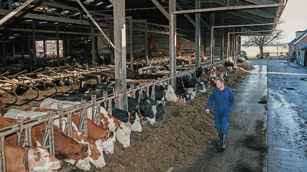 Willem van der Linden met zijn kruislingen van Fleckvieh.